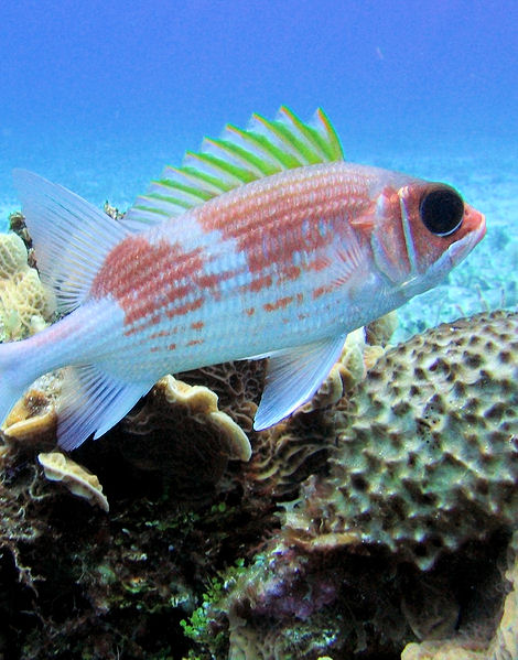 Cozumel - El Dorado Snorkel Experience